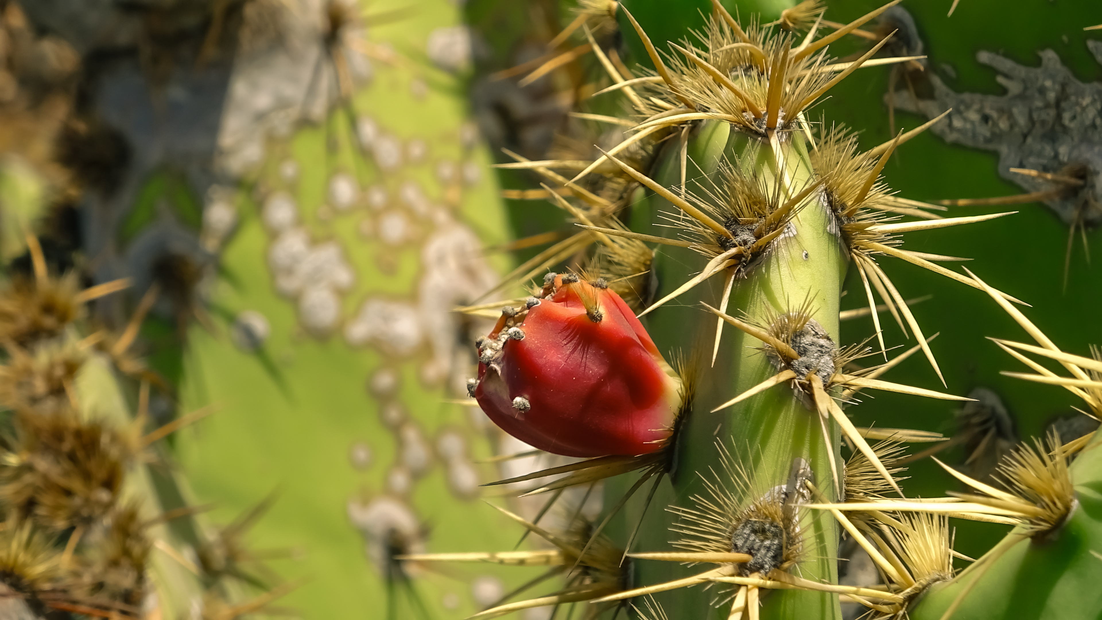 Lanzarote - Jardin de Cactus